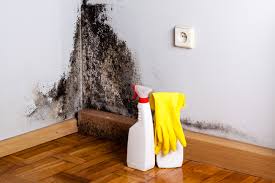 Best Black Mold Removal  in Churubusco, IN